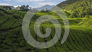 Scenery of the tea plantation on the hillside