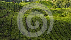 Scenery of the tea plantation on the hillside