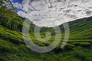 Scenery of the tea plantation on the hillside