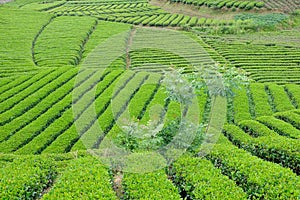 Tea plantation