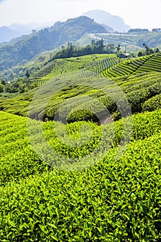 The scenery of tea plantation in the mountaintop