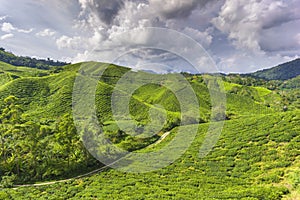 Scenery at tea plantation valley during daytime