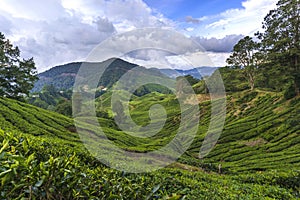 Scenery at tea plantation valley during daytime