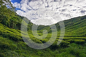 Scenery at tea plantation valley during daytime