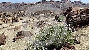 Scenery in Teide National Park is on Tenerife