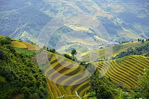 The scenery of terraced fields in Mu Cang Chai in the ripe rice season