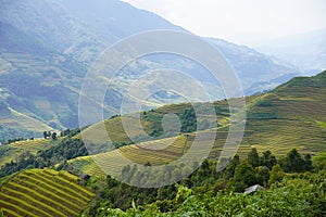 The scenery of terraced fields in Mu Cang Chai in the ripe rice season