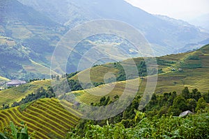 The scenery of terraced fields in Mu Cang Chai in the ripe rice season