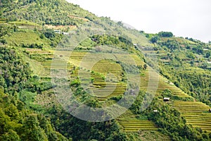 The scenery of terraced fields in Mu Cang Chai in the ripe rice season