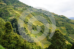 The scenery of terraced fields in Mu Cang Chai in the ripe rice season