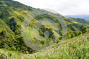 The scenery of terraced fields in Mu Cang Chai in the ripe rice season