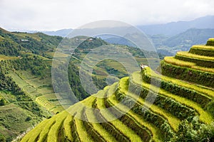 The scenery of terraced fields in Mu Cang Chai in the ripe rice season