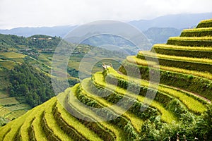 The scenery of terraced fields in Mu Cang Chai in the ripe rice season