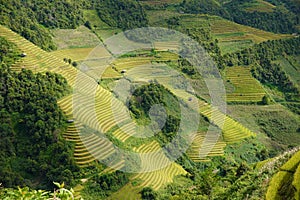 The scenery of terraced fields in Mu Cang Chai in the ripe rice season