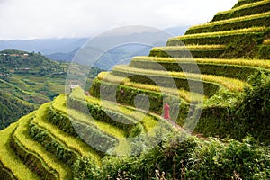 The scenery of terraced fields in Mu Cang Chai in the ripe rice season