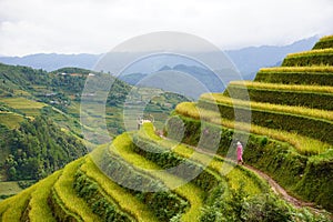 The scenery of terraced fields in Mu Cang Chai in the ripe rice season