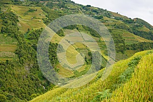 The scenery of terraced fields in Mu Cang Chai in the ripe rice season