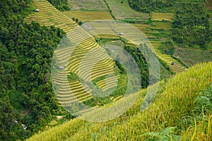 The scenery of terraced fields in Mu Cang Chai in the ripe rice season