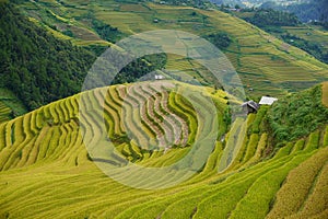 The scenery of terraced fields in Mu Cang Chai in the ripe rice season