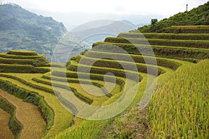 The scenery of terraced fields in Mu Cang Chai in the ripe rice season