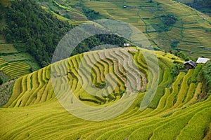 The scenery of terraced fields in Mu Cang Chai in the ripe rice season