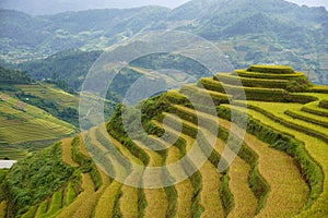 The scenery of terraced fields in Mu Cang Chai in the ripe rice season