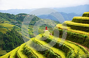 The scenery of terraced fields in Mu Cang Chai in the ripe rice season