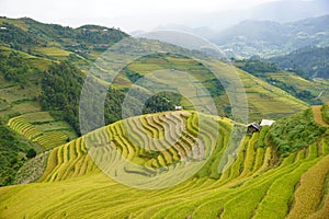 The scenery of terraced fields in Mu Cang Chai in the ripe rice season