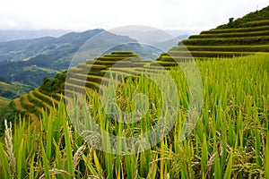 The scenery of terraced fields in Mu Cang Chai in the ripe rice season