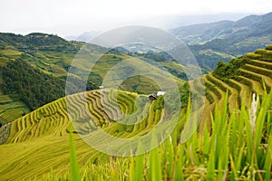 The scenery of terraced fields in Mu Cang Chai in the ripe rice season