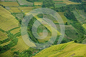 The scenery of terraced fields in Mu Cang Chai in the ripe rice season