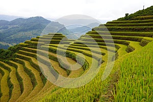 The scenery of terraced fields in Mu Cang Chai in the ripe rice season