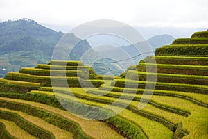 The scenery of terraced fields in Mu Cang Chai in the ripe rice season