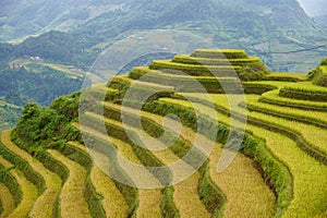 The scenery of terraced fields in Mu Cang Chai in the ripe rice season