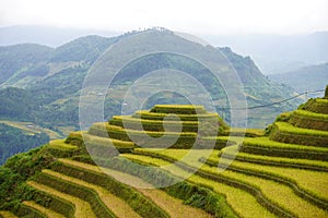 The scenery of terraced fields in Mu Cang Chai in the ripe rice season