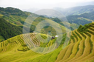 The scenery of terraced fields in Mu Cang Chai in the ripe rice season