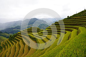 The scenery of terraced fields in Mu Cang Chai in the ripe rice season