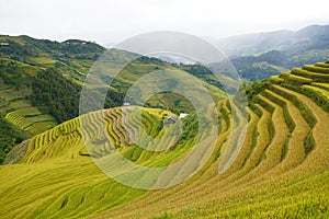 The scenery of terraced fields in Mu Cang Chai in the ripe rice season