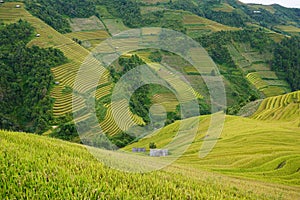 The scenery of terraced fields in Mu Cang Chai in the ripe rice season