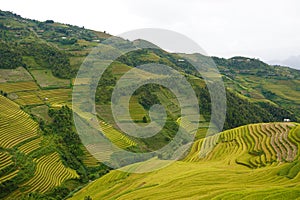 The scenery of terraced fields in Mu Cang Chai in the ripe rice season