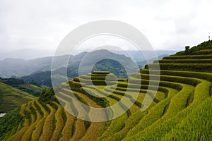 The scenery of terraced fields in Mu Cang Chai in the ripe rice season