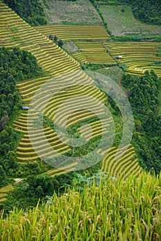 The scenery of terraced fields in Mu Cang Chai in the ripe rice season