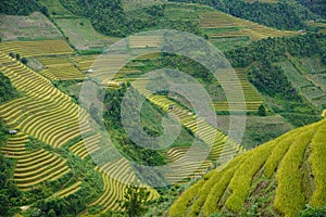 The scenery of terraced fields in Mu Cang Chai in the ripe rice season