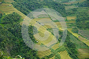 The scenery of terraced fields in Mu Cang Chai in the ripe rice season