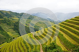 The scenery of terraced fields in Mu Cang Chai in the ripe rice season