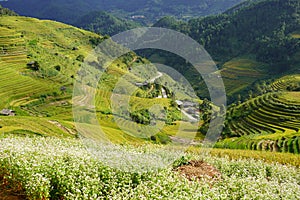 The scenery of terraced fields in Mu Cang Chai in the ripe rice season