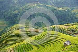 The scenery of terraced fields in Mu Cang Chai in the ripe rice season