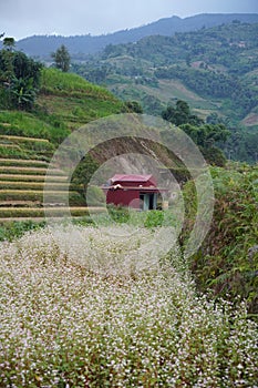 The scenery of terraced fields in Mu Cang Chai in the ripe rice season