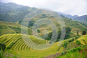 The scenery of terraced fields in Mu Cang Chai in the ripe rice season