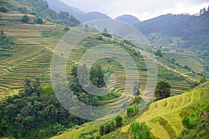 The scenery of terraced fields in Mu Cang Chai in the ripe rice season